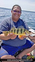 14" Yellow Perch