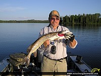 33.5" Northern Pike