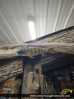 12" Yellow Perch