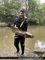 42.4" Chinook Salmon