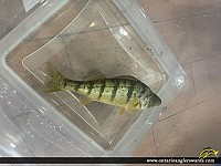 13.7" Yellow Perch