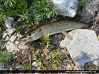 31" Northern Pike