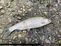 23" Rainbow Trout