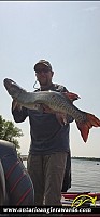 39" Muskie