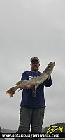 33.5" Northern Pike