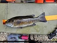 18" Smallmouth Bass