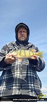 12.25" Yellow Perch