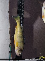 12.75" Yellow Perch