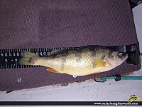 12" Yellow Perch