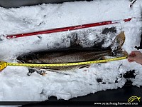 37" Lake Trout