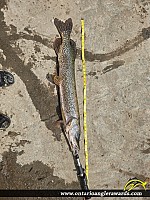 38" Northern Pike