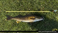 26" Walleye