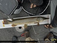 41" Northern Pike