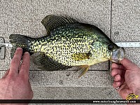 12.00" Black Crappie