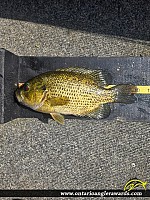 10.25" Rock Bass