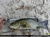 17.1" Smallmouth Bass