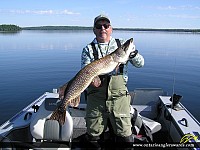 38.5" Northern Pike