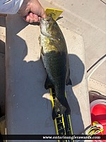 17" Smallmouth Bass
