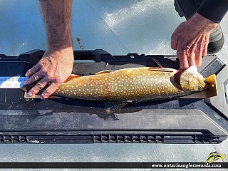 23.5" Splake caught on Bold Lake