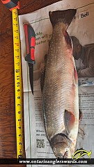 20" Brook/Speckled Trout caught on Land Locked Lake 