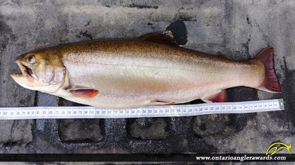 20" Brook/Speckled Trout caught on Lake #57 