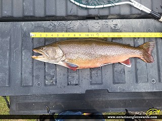 23" Splake caught on Lundy Lake