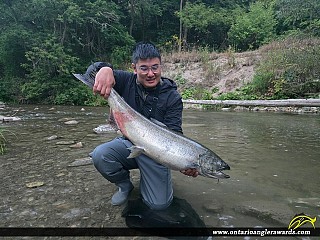 41" Chinook Salmon caught on Bowmanville Creek