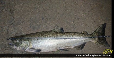37.5" Chinook Salmon caught on Oshawa Creek
