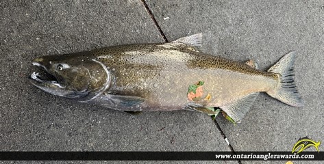 36" Chinook Salmon caught on Credit River