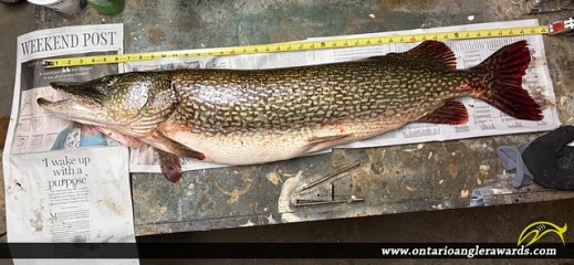 42.5" Northern Pike caught on Lake Muskoka