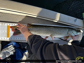 40" Northern Pike caught on Lake of the Woods