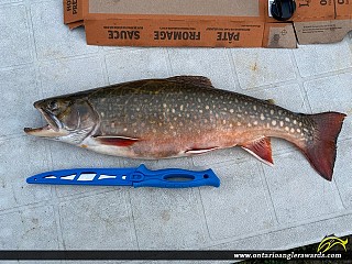 20" Brook/Speckled Trout caught on Nipigon River 