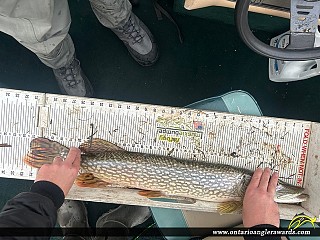 32" Northern Pike caught on Lake of the Woods 