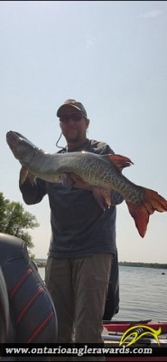 39" Muskie caught on Lake of the Woods 