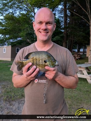 11" Bluegill caught on Bright Lake 