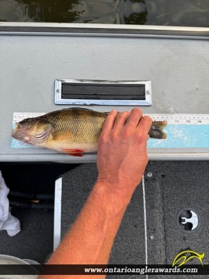 13" Yellow Perch caught on Lake of the Woods