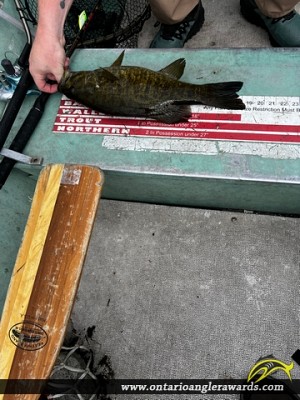 19" Smallmouth Bass caught on Lake Otukamamoan (Trout Lake)