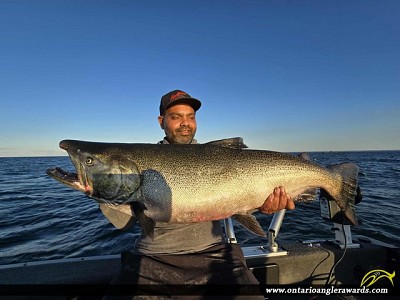 41" Coho Salmon caught on Lake Ontario