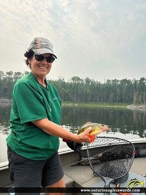 12" Yellow Perch caught on Winnipeg River 