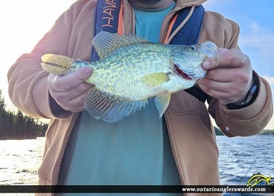 12.5" Black Crappie caught on Longbow Lake