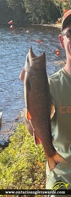 18.25" Brook/Speckled Trout caught on North Rouge
