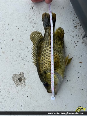 11" Rock Bass caught on Mephisto Lake