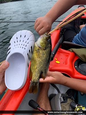 12" Rock Bass caught on Wolfe lake