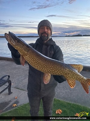 31" Northern Pike caught on St. Lawrence River