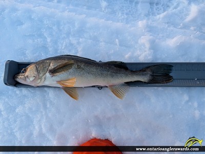 28.75" Walleye caught on Lake Nipissing