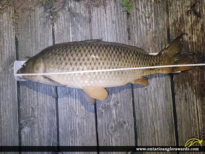 35.75" Carp caught on Tay River