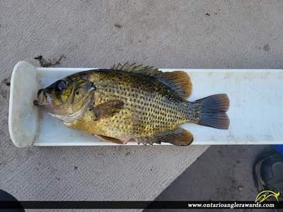 10.25" Rock Bass caught on Lower Rideau Lake