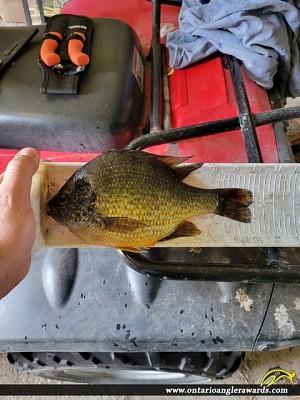 10" Pumpkinseed caught on Lower Rideau Lake