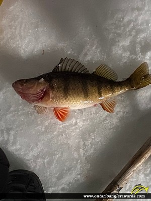 12.5" Yellow Perch caught on Lake of the Woods
