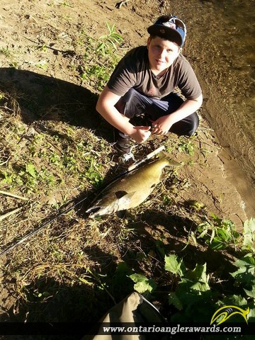 31" Coho Salmon caught on Cobourg Creek